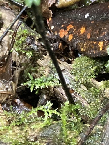 Asplenium harpeodes, photograph 6