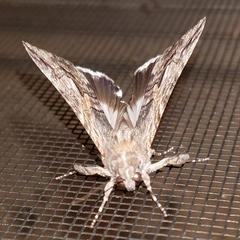 Melipotis jucunda