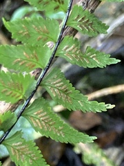 Asplenium harpeodes
