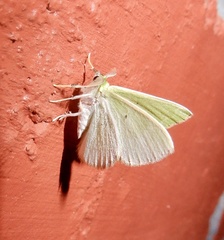 Comibaena integranota