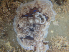 Dendrodoris krusensternii