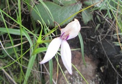 Brownleea macroceras