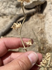 Horsfordia newberryi