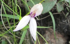 Brownleea macroceras