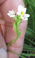Schizochilus flexuosus