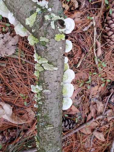 white-rot fungus (Trametes pubescens)