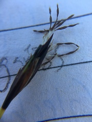 Schoenus ferrugineus