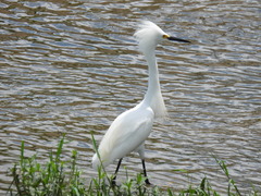 Egretta thula