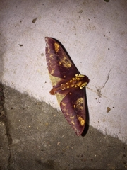 Citheronia phomaranhensis