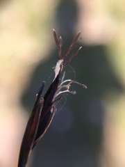 Schoenus ferrugineus