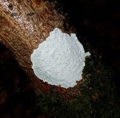 Arthoniomycetes