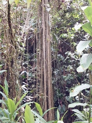 Philodendron longirrhizum