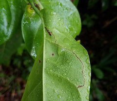 Enteucha basidactyla