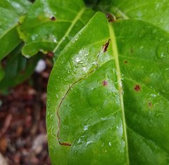 Enteucha basidactyla