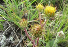 Berkheya rosulata