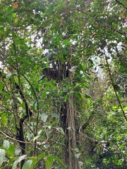 Philodendron longirrhizum