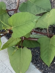 Reynoutria japonica