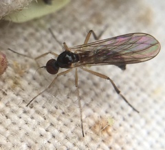 Oropezella sphenoptera