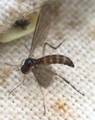 Oropezella sphenoptera