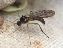 Oropezella sphenoptera