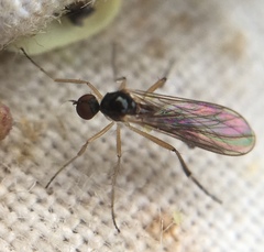 Oropezella sphenoptera