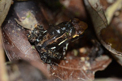 Epipedobates boulengeri