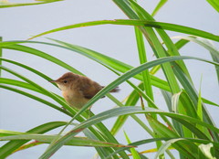 Acrocephalus scirpaceus baeticatus