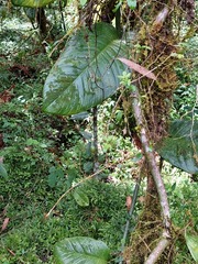 Solanum sodiroi