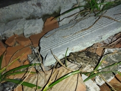 Rhinella