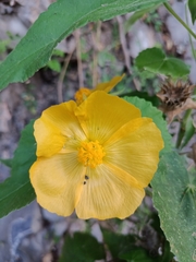 Abutilon hypoleucum