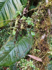 Solanum sodiroi