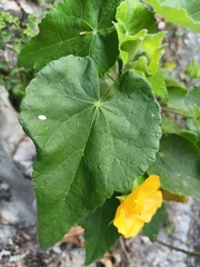 Abutilon hypoleucum