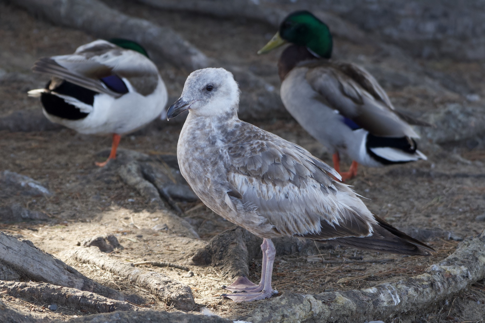 Western Gull