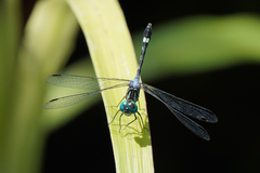 Micrathyria pseudeximia