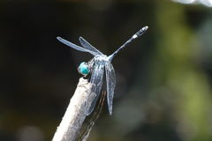 Micrathyria pseudeximia