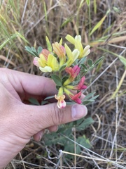 Acmispon grandiflorus
