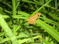 Rana longicrus