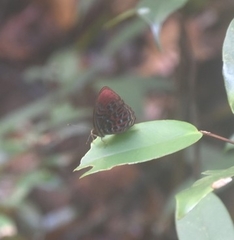 Paralaxita damajanti