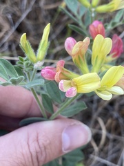 Acmispon grandiflorus