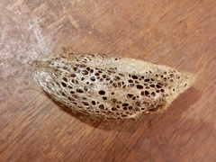 Cricula trifenestrata