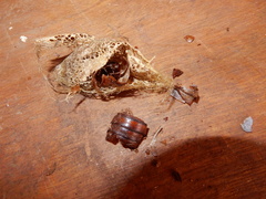 Cricula trifenestrata