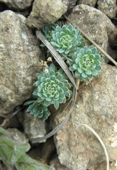 Psammotropha mucronata
