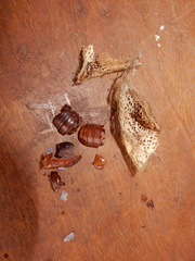 Cricula trifenestrata