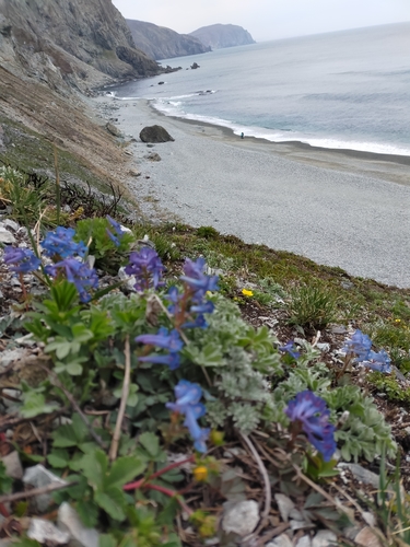 Image of Korean Corydalis (Corydalis turtschaninovii) by no rights reserved
