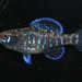 Gulf Coast Pygmy Sunfish - Photo (c) chrosomusenthusiast, some rights reserved (CC BY-NC)