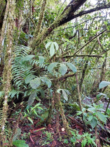 Anthurium alatum Engl. 3