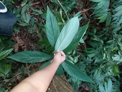 Arisaema formosanum