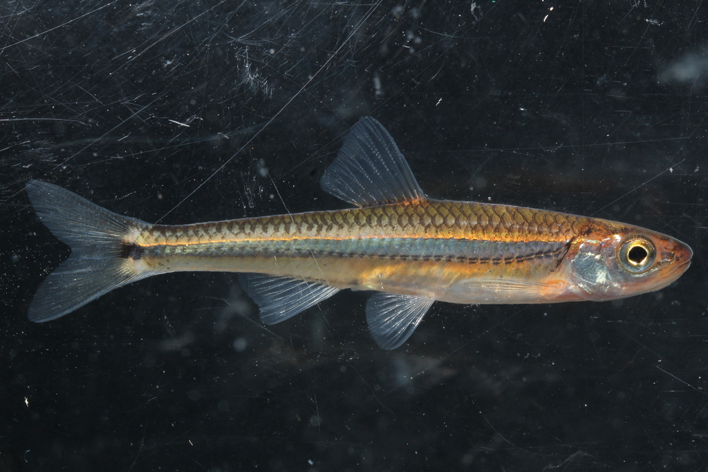 Tennessee Shiner (Fishes of Tennessee (work in progress)) · iNaturalist