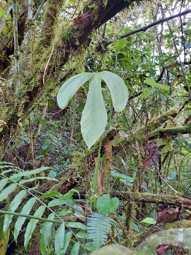 Anthurium alatum Engl. 4