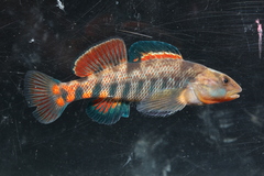 Rainbow Darter photo 5